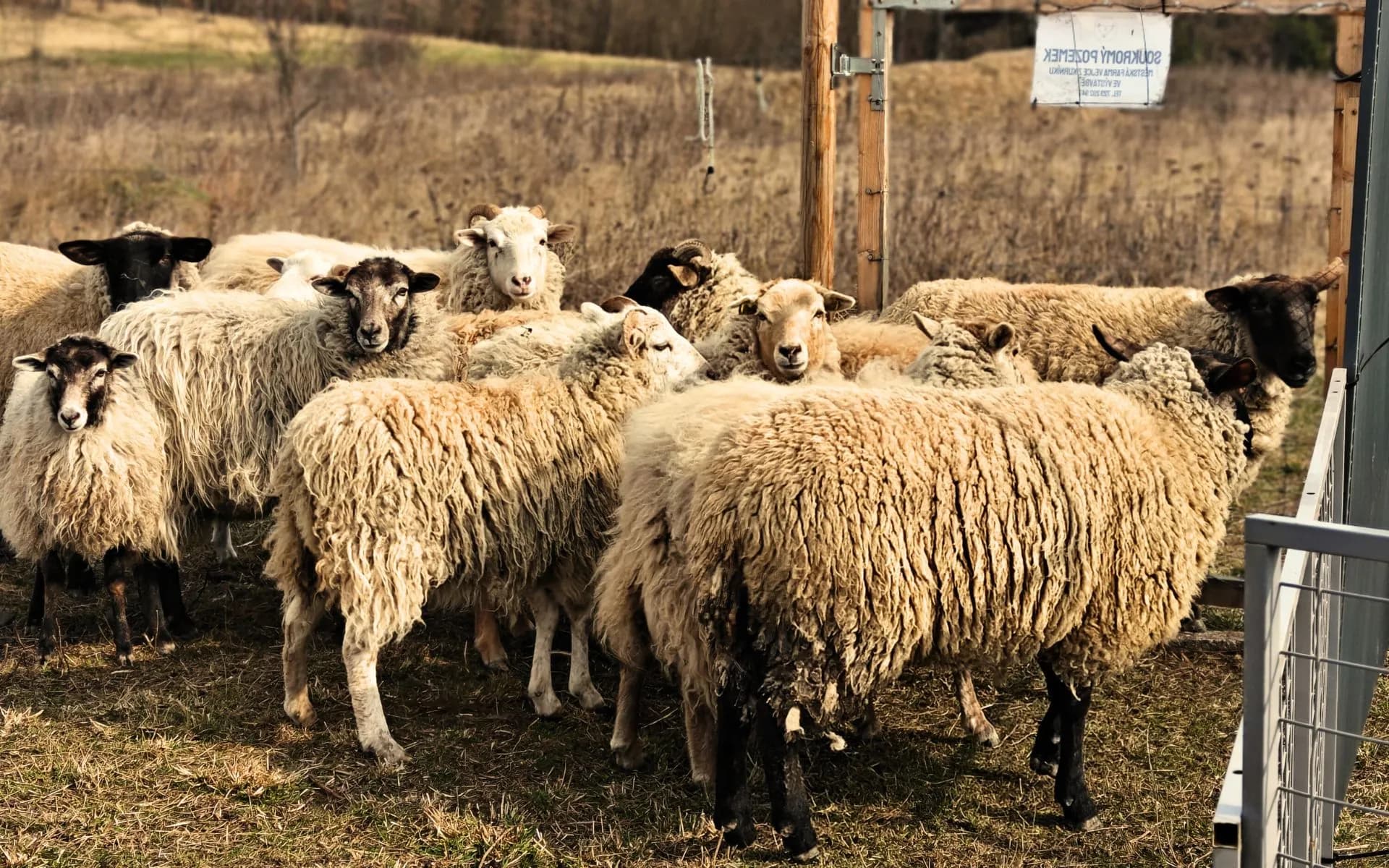 Stádo ovcí u ohrady na farmě