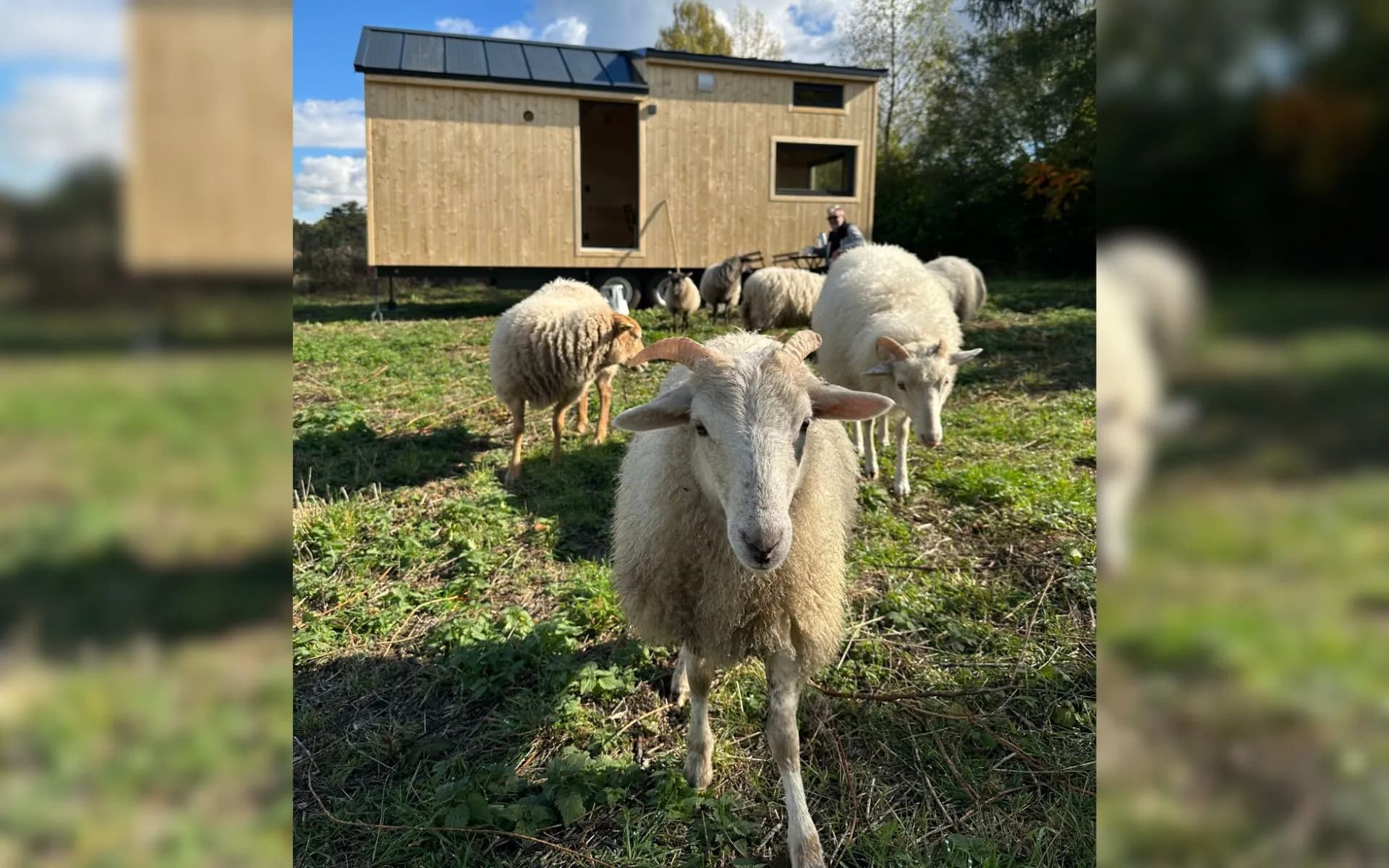 Dřevěný tiny house a ovce na farmě v Modřanech